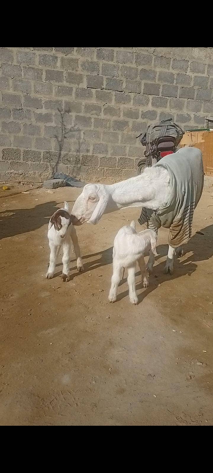 بکری   دو بچوں کے ساتھ 3