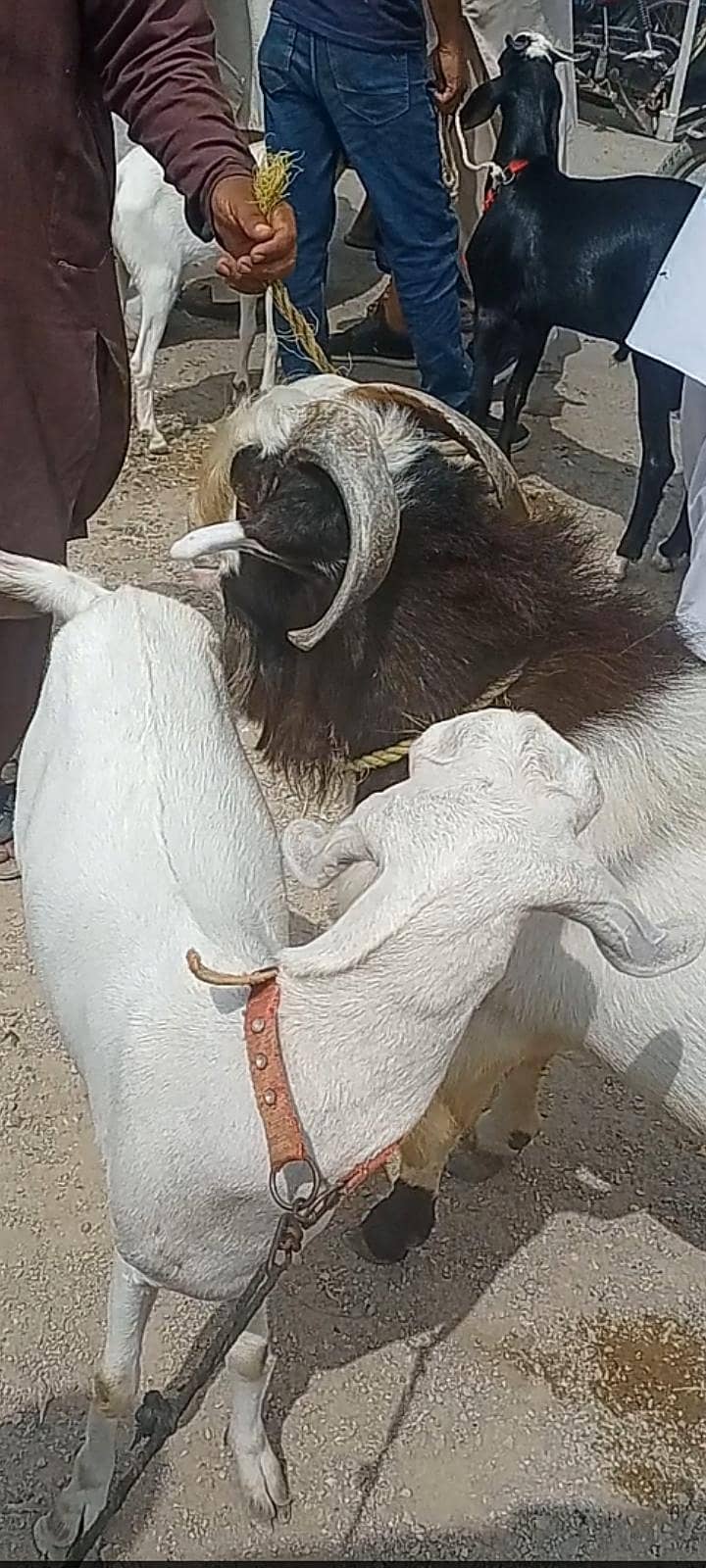 بکری   دو بچوں کے ساتھ 5