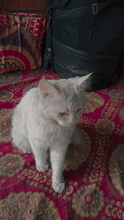 white colour same ayis