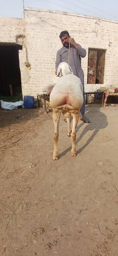 Fateh Jangi Dumba | White Dumba | Dumba For Sale
