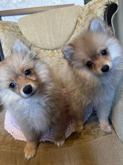 IMPORTED POMERANIAN PUPPIES AVAILABLE FOR SALE