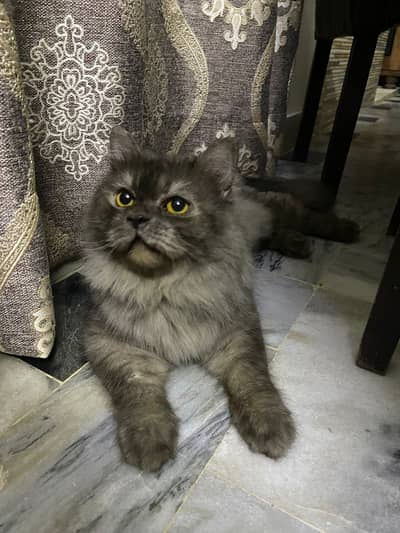 Persian male cat