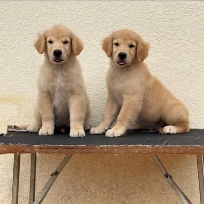 AMERICAN GOLDEN RETRIVER PUPPIES AVAILABLE FOR SALE