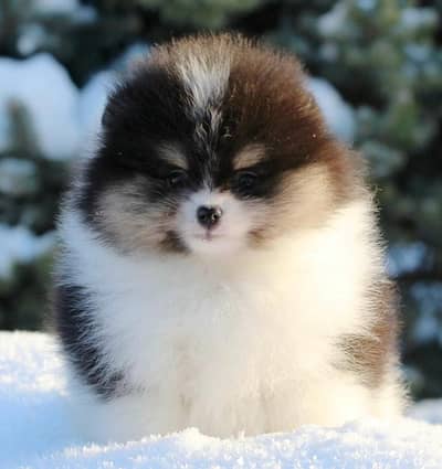 IMPORTED POMERANIAN PUPPIES AVAILABLE FOR SALE