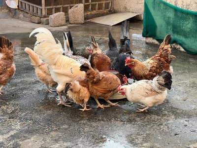 starter eggs hens for sale active and healthy hen urgent sale