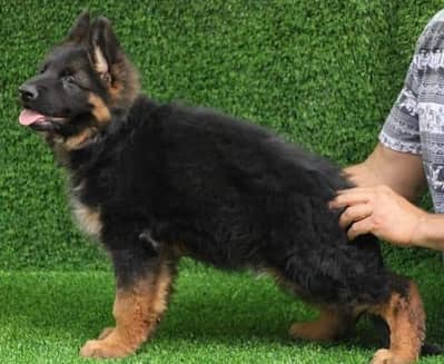 HIGH CLASS GERMAN SHEHPERD PUPPY AVAILABLE FOR SALE