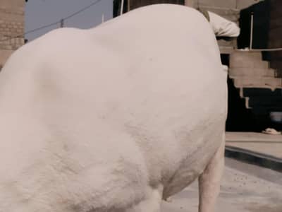 Pure golabi larkana sheep