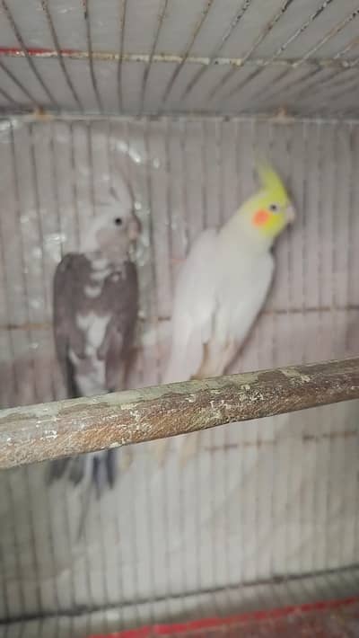 Breeder Male Cocktails For Sale + Handtamed Red Eye Cocktail