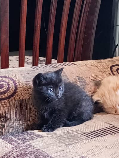 beautiful,  attractive male kitten