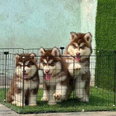 EXTREME WOLLY HAIRS SIBIREAN HUSKY PUPPY AVAILABLE FOR SALE