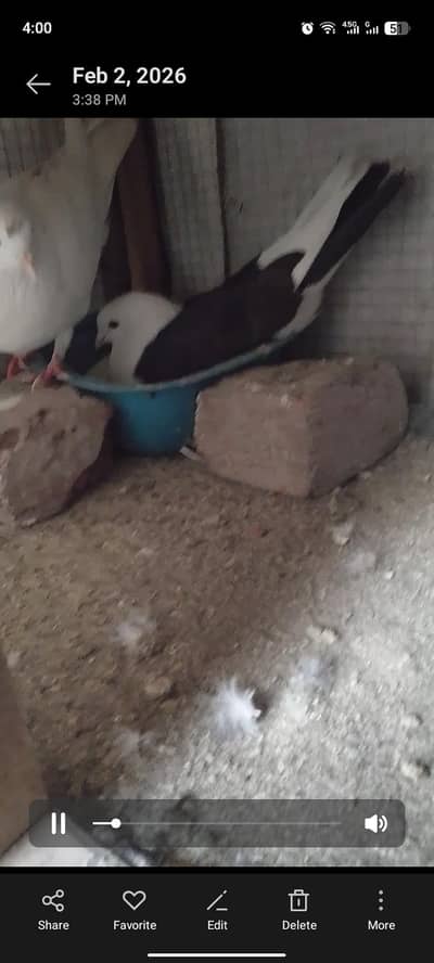 fancy piejon 2 breeder pair exchange possible