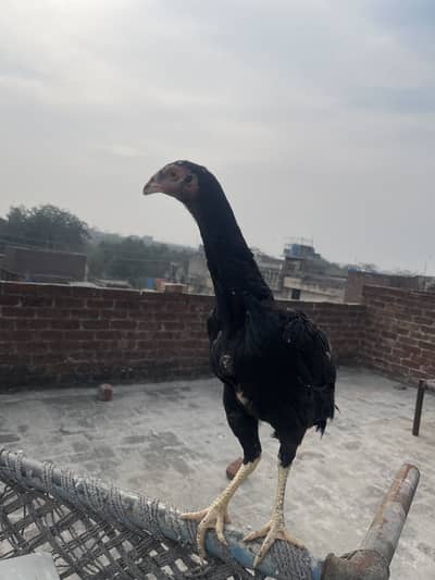 Black aseel shamo female hen chuzi