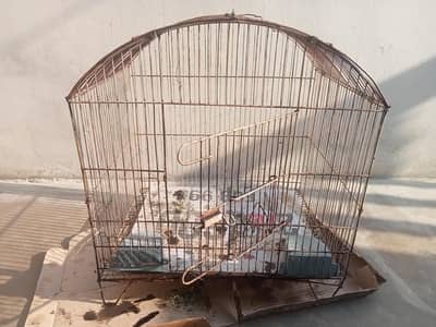 birds iron cage