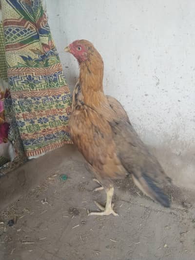 Peeli madi high quality