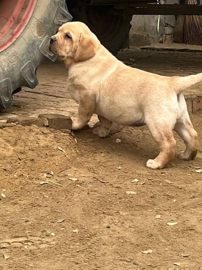 APPLE HEAD LABRADOR RETRIEVER PUPPY AVAILABLE FOR SALE