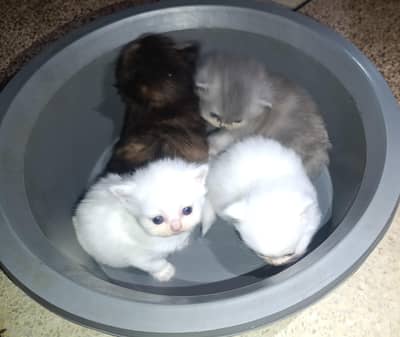 Persian Cats for Sale