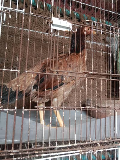 aseel kurak murgi . contact 03330031118 .