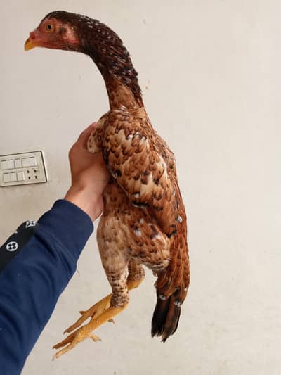 4 Aseel murgi  1 Aseel  patha