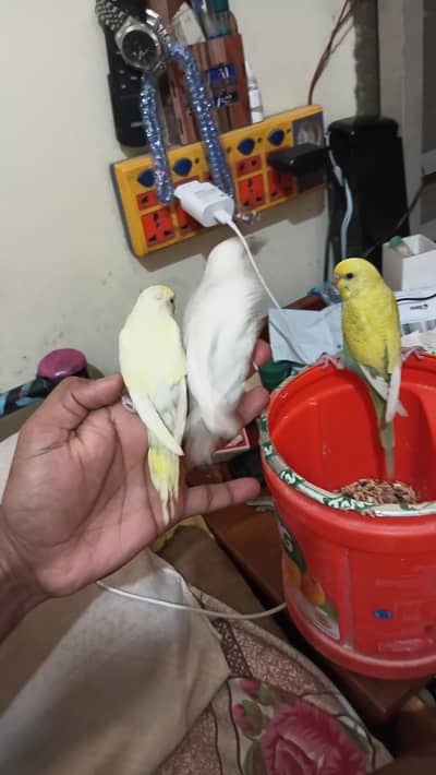 Australian peace red eyes