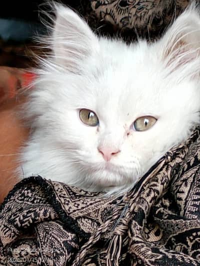 persion cat for sale