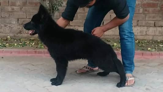 HIGH QUALITY BLACK GERMAN SHEHPERD PUPPY AVAILABLE FOR SALE