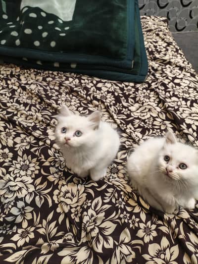 kittan male and female