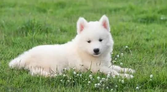 German shepherd puppies for sale healthy WhatsApp number0313=493=4962