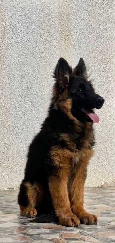 SUPER QUALITY GERMAN SHEHPERD BLACK & TAN PUPPY FOR SALE