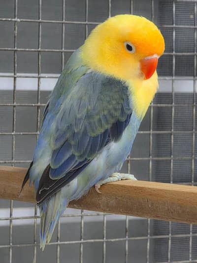 Top Quality Opaline and Fisheries