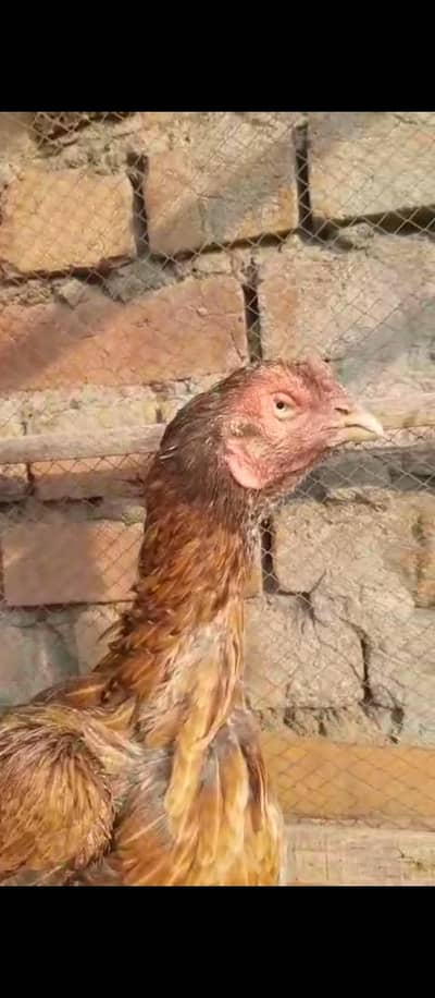 Old blood line female 03204048942