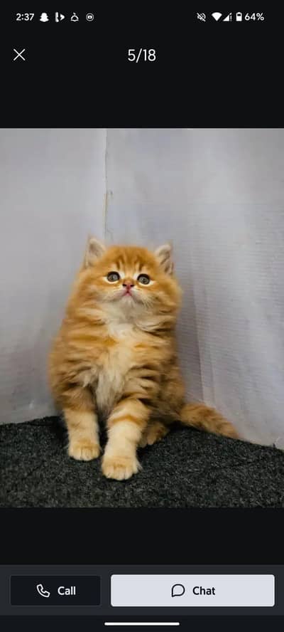 cash on delivery parshion punch face kitten cat male female