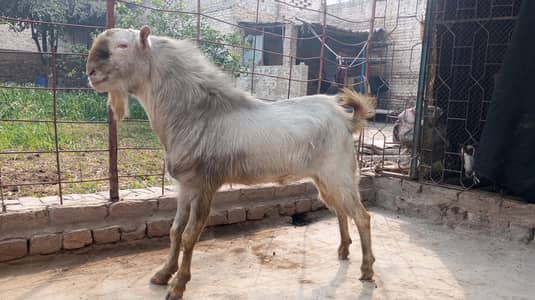 Pure White Tedda Goat Breeder