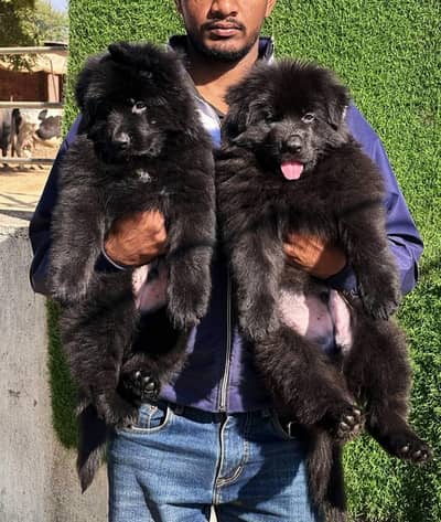 SOLID BLACK GERMAN SHEHPERD PUPPIES AVAILABLE FOR SALE