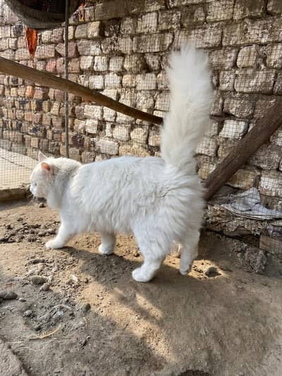 Persian cat
