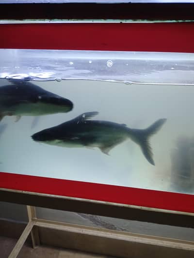 emergency sell 5  sharks fish 