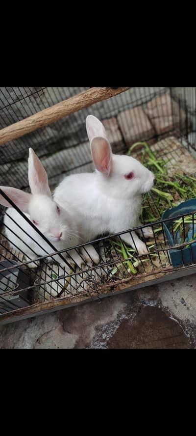 white red eyes rabbit for sale
