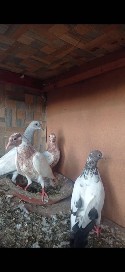 breeder bachay garanti walay what's app par message karay 0327-7210100