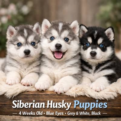Siberian Husky Triple coated