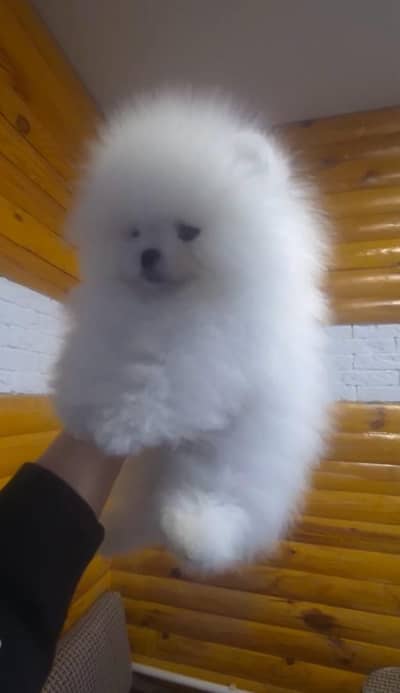 IMPORTED POMERANIAN PUPPIES AVAILABLE FOR SALE