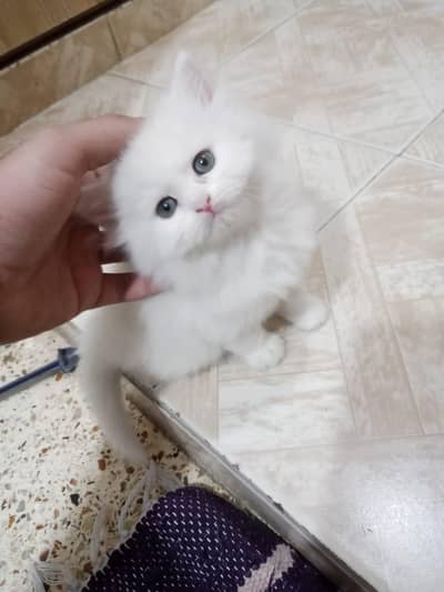 Triple coated Persian Male kitten