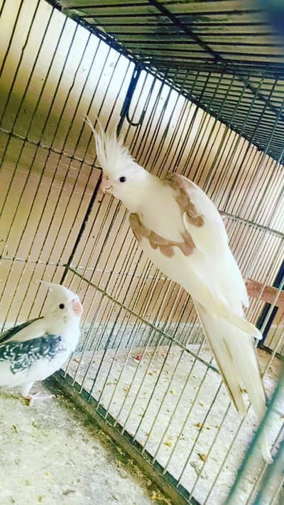 v pied pair. 03462099636.