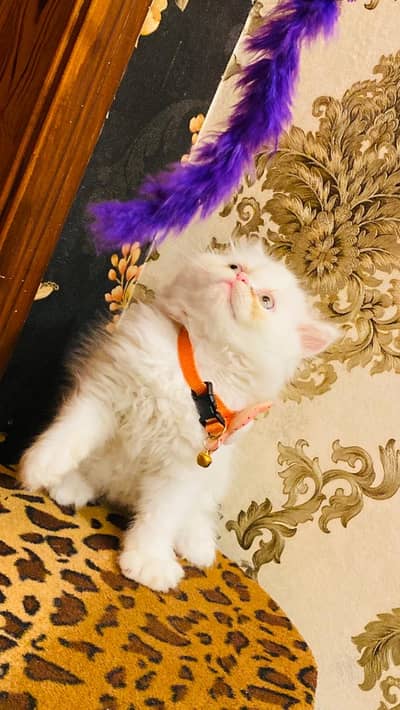 Persian Kitten Tripple Coated Extreme Punch Face Near To Piki