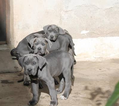 GREY CANE CARSO PUPPY AVAILABLE FOR SALE