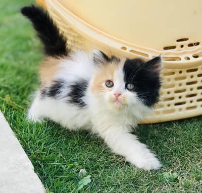 Persian kittens