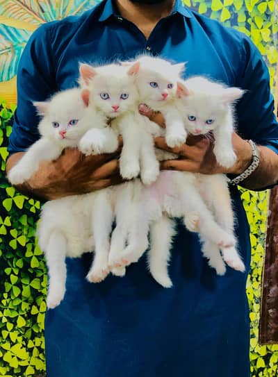 cash on delivery parshion punch face kitten cat male female