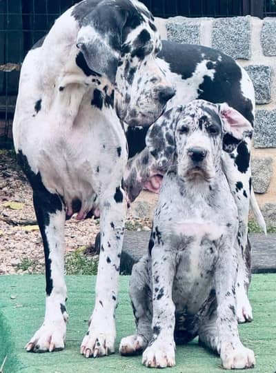 HARLEY QUINN GREAT DANE PUPPY AVAILABLE FOR SALE