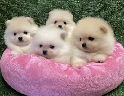 IMPORTED POMERANIAN PUPPIES AVAILABLE FOR SALE