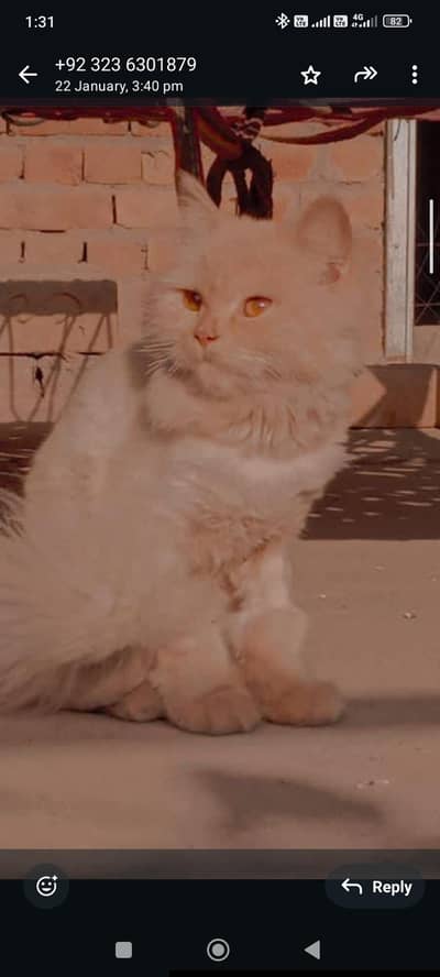 Cute Persian Cat for Sale