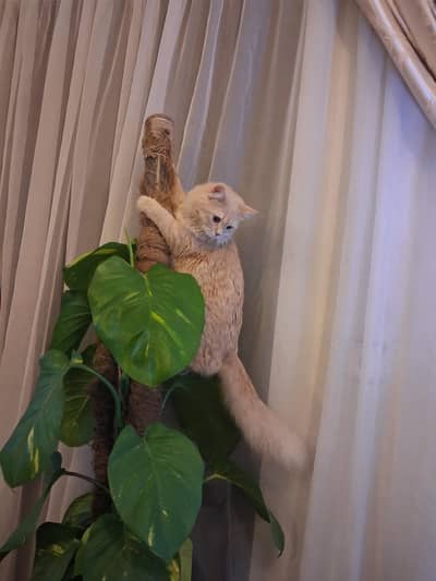 American and persian mixed male cat for sale