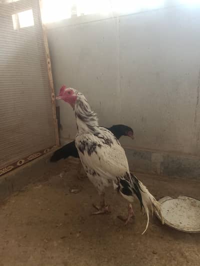 Aseel lasani mushka pair